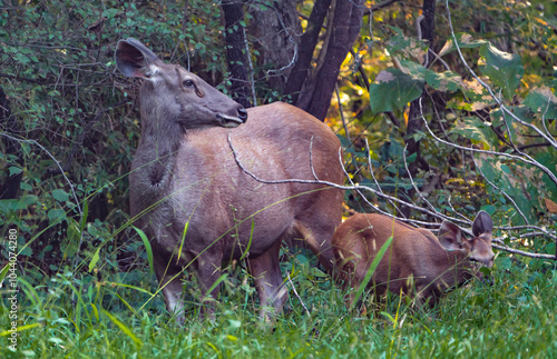 deer in the forest photo