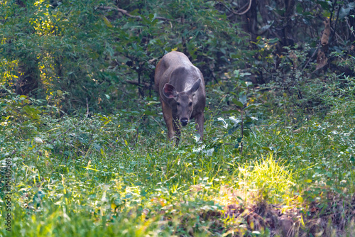 deer in the grass photo