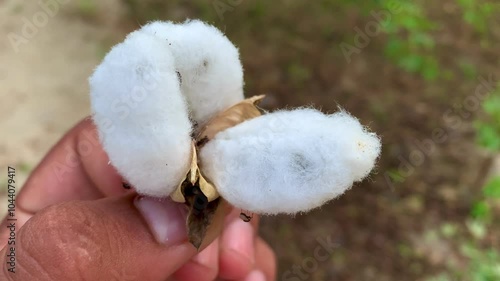 cotton, cotton flower, cotton boll, natural fiber, cotton harvest, ripe cotton, close-up, cotton plant, fluffy cotton, cotton field, fiber, white cotton, soft cotton, agriculture, cotton picking, cott photo