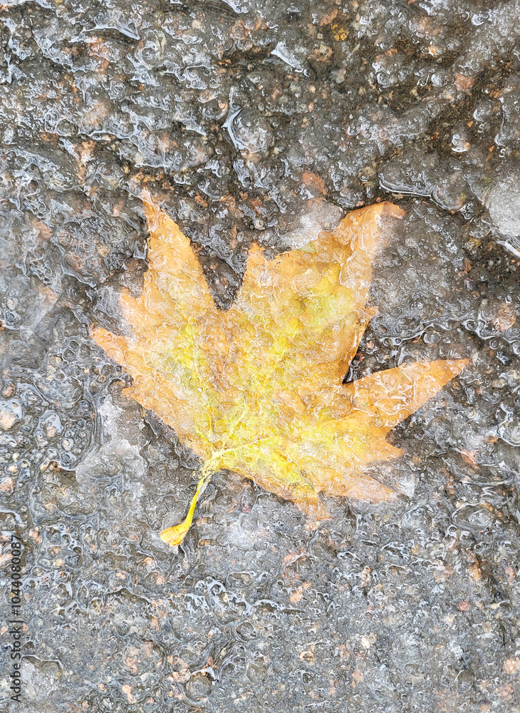 Autumn leaf covered with ice on asphalt Autumn leaf covered with ice on asphalt