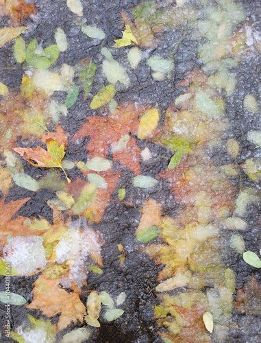 Background of autumn leaves covered with ice on asphalt