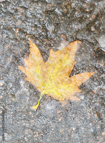 Autumn leaf covered with ice on asphalt