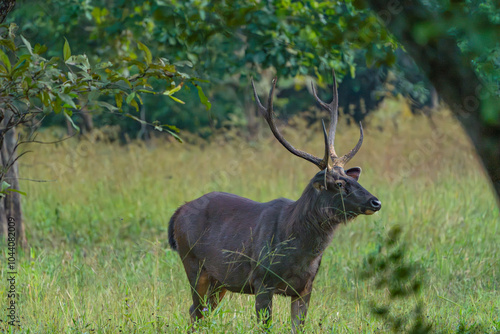 deer in the woods