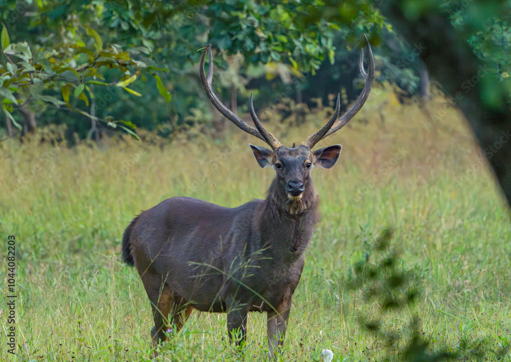 deer in the woods deer in the woods