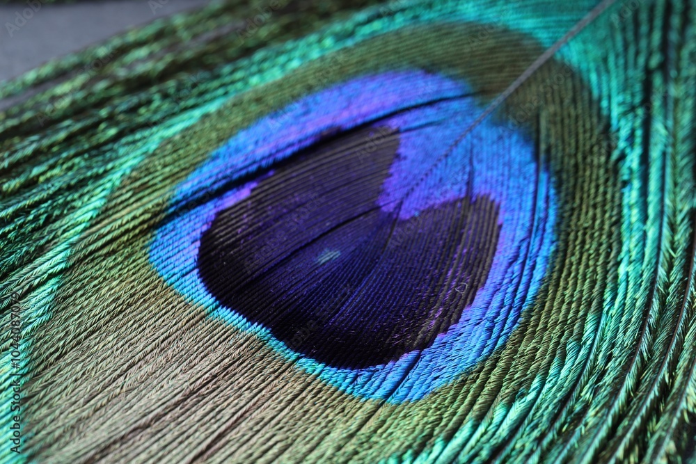 Fototapeta premium Beautiful bright peacock feather as background, macro view