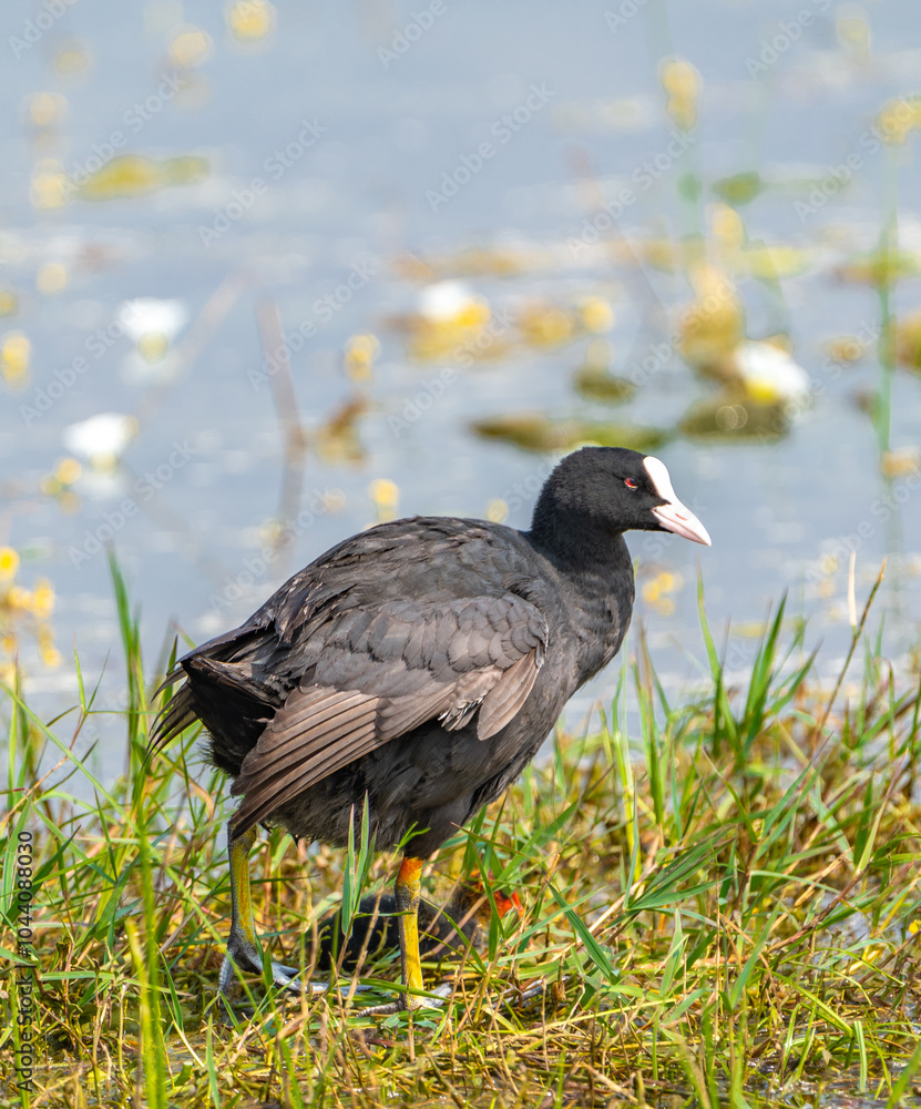 common coot duck playing in lake with her baby common coot duck playing in lake with her baby