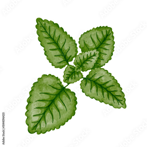 Green mint leaves, spicy medicinal herbs. Vector graphics.