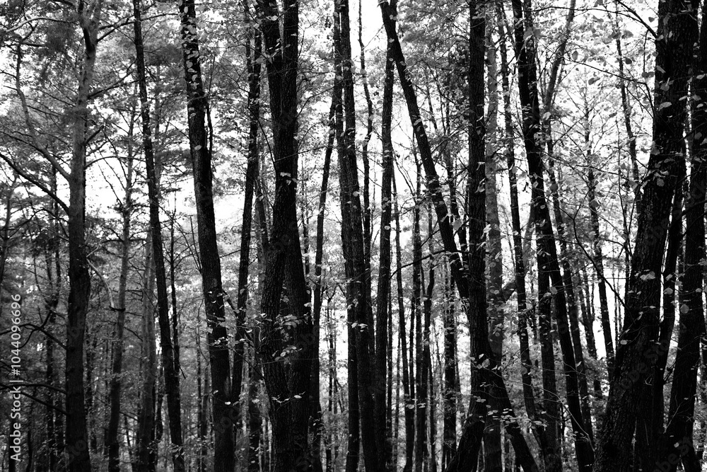 Fototapeta premium Autumn forest scene in black and white, highlighting nature's beauty
