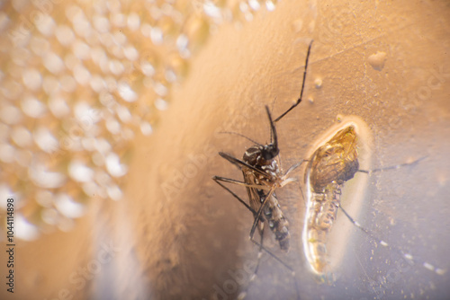 Aedes aegypti, Aedes aegypti mosquito proliferating inside a plastic bottle with still water. Selective focus. photo