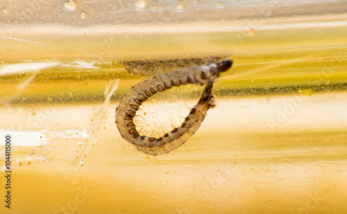 Aedes aegypti larva, Aedes aegypti larva proliferating inside a plastic bottle with still water. Selective focus. photo