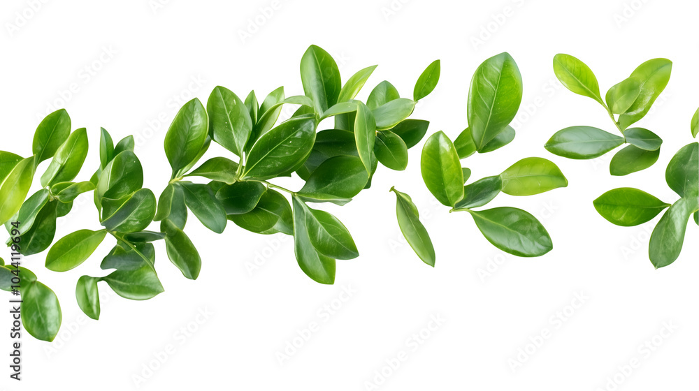flying green leaves isolated on white background, fresh foliage scattered in motion for natural decorative design, botanical elements, cut out flying green leaves isolated on white background, fresh foliage scattered in motion for natural decorative design, botanical elements, cut out