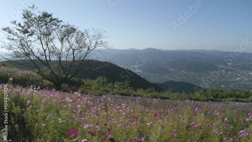 Wallpaper Mural 鷲ヶ峰コスモスパークドローン空撮18 Torontodigital.ca