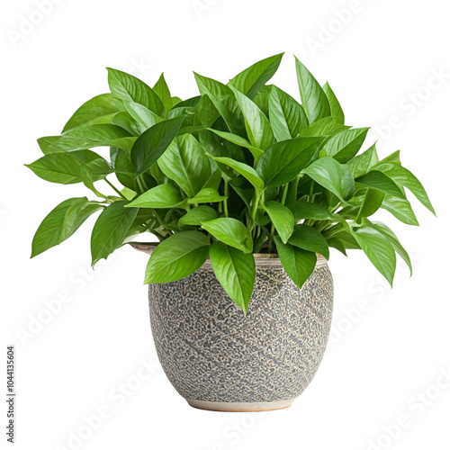 money plant, Epipremnum aureum, houseplant, golden pothos, vining plant with heart-shaped leaves plant in pot isolated on white background.  photo