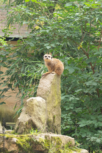 Suricate