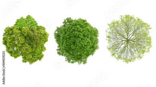 Overview of Three Distinct Tree Tops on a Transparent Background Generative AI