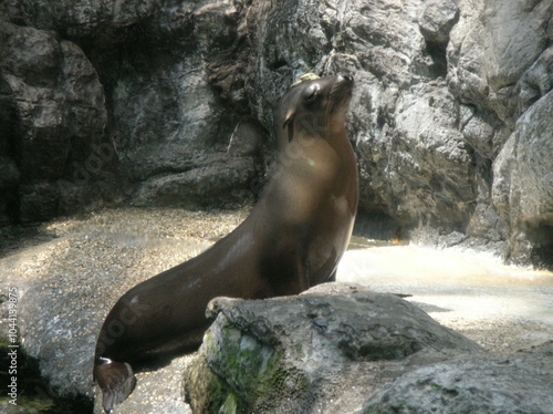 Seal basking on the beach photo