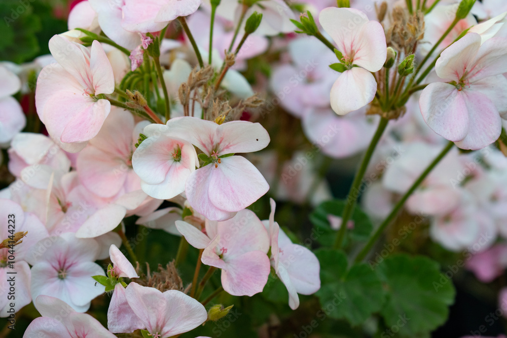 Obraz premium pink blossom