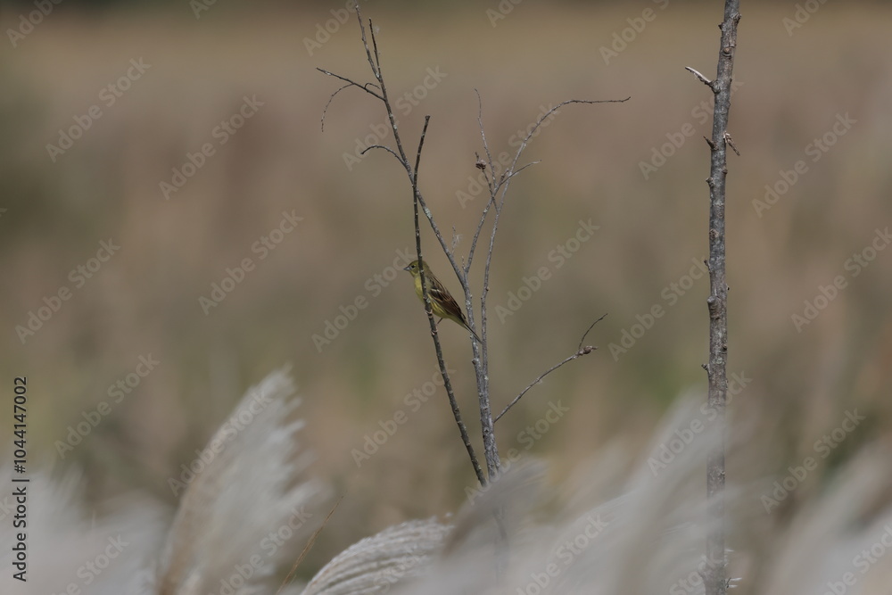 Obraz premium Japanese Yellow Bunting on the way to Southeast Asia in autumn