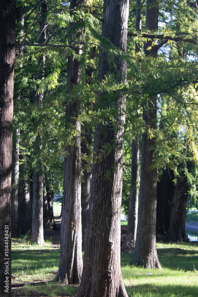 Fototapeta premium Árboles con follaje verde