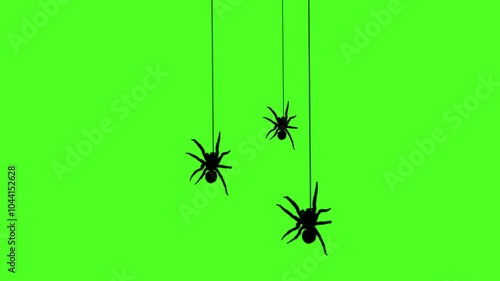 Black spider swinging and bouncing animation, hanging from a web on a vibrant green screen background