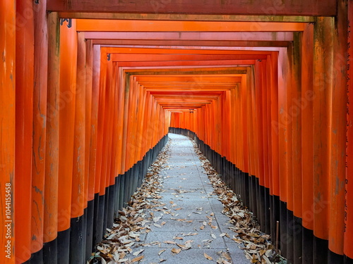 Fushimi, Japan - 2023.12.17: Inside of the tunnel of Senbon Torii in Fushimi Inari-taisha, with rows of red wooden structures along the footpath without tourists in the morning photo