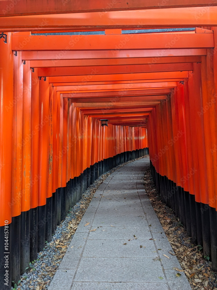 Fototapeta premium Fushimi, Japan - 2023.12.17: Inside of the tunnel of Senbon Torii in Fushimi Inari-taisha, with rows of red wooden structures along the footpath without tourists in the morning