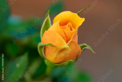 orange rose flower