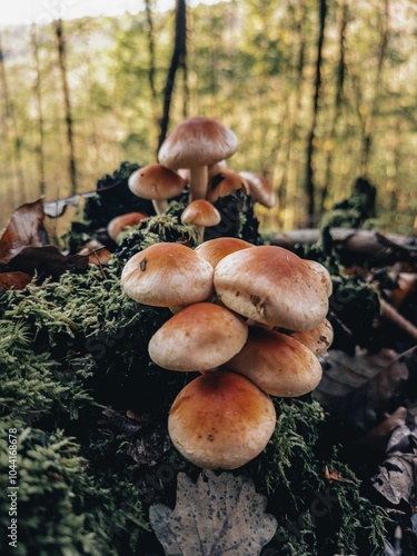 Mushrooms on mossy forest floor, Hypholoma lateritium photo