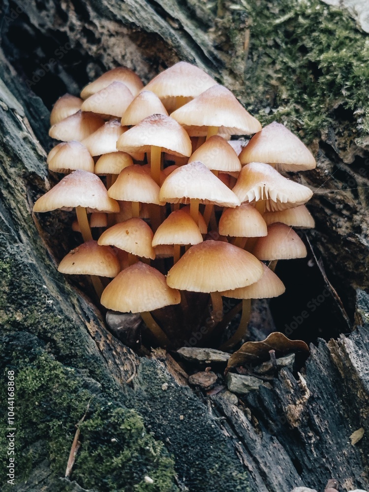 Cluster of mushrooms on a mossy log, Mycena renati Cluster of mushrooms on a mossy log, Mycena renati