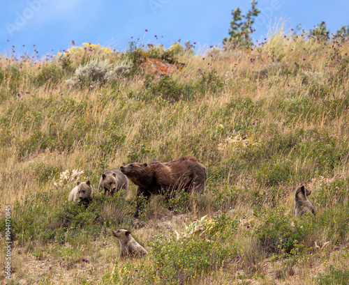 Grizzly 399, Queen of the Tetons photo