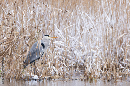adult Grey Heron (Ardea cinerea) in snowy reedbed in winter