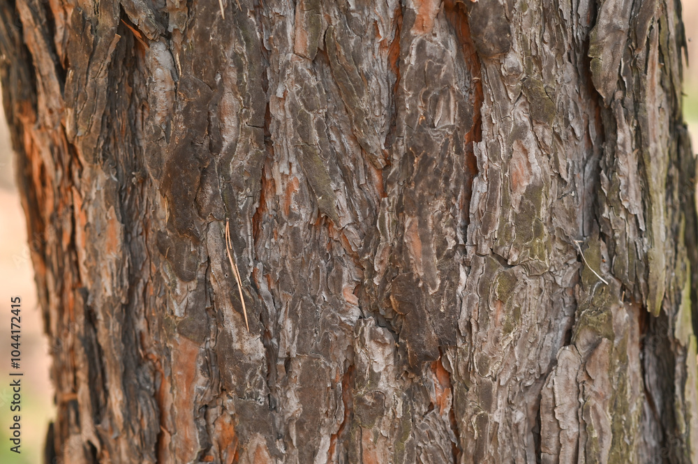 textured background of pine bark close-up textured background of pine bark close-up