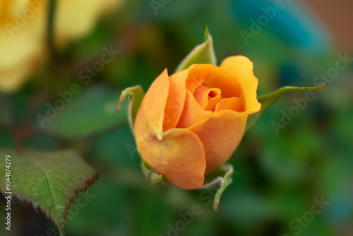 orange rose