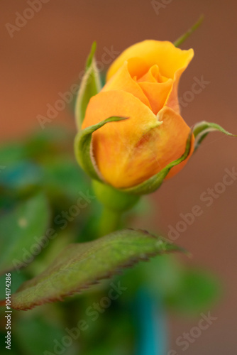 orange rose