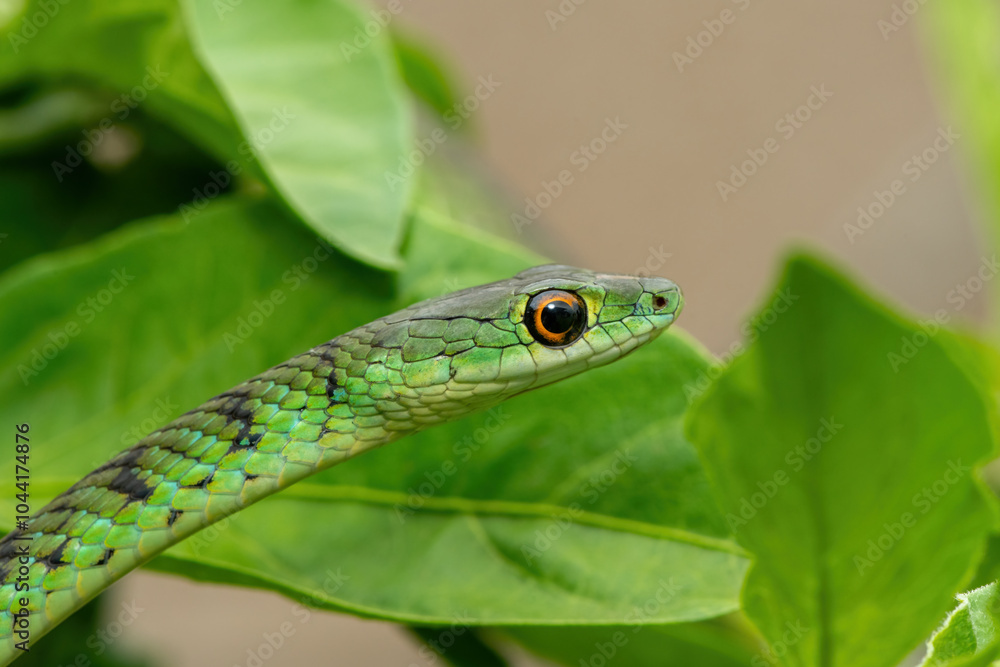 Close-up of a beautiful spotted bush snake (Philothamnus semivariegatus) in a small tree Close-up of a beautiful spotted bush snake (Philothamnus semivariegatus) in a small tree