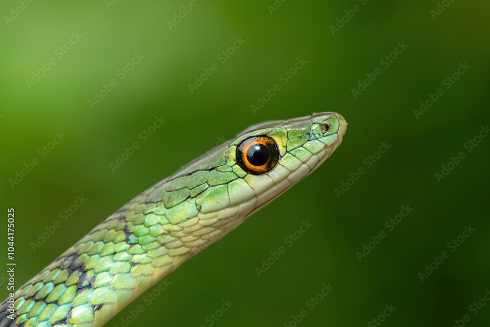 Close-up of a beautiful spotted bush snake (Philothamnus semivariegatus) in a small tree Close-up of a beautiful spotted bush snake (Philothamnus semivariegatus) in a small tree