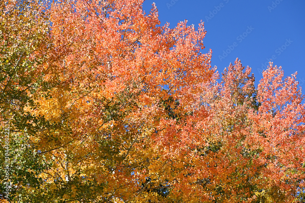 Colorful Autumn Trees