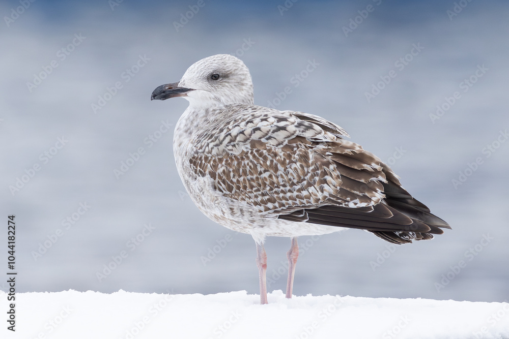 juvenile European Herring Gull (Larus argentatus) on snowy dock in winter juvenile European Herring Gull (Larus argentatus) on snowy dock in winter