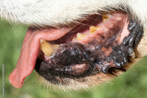 Close up of a dog's mouth showing teeth, tongue and jaws photo