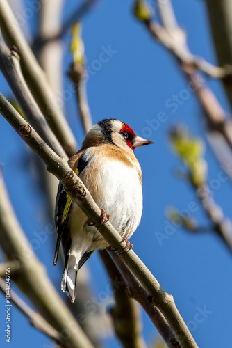 Goldfinch (Carduelis carduelis) in Urban Park, Dublin