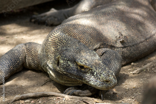 Adult komodo dragon