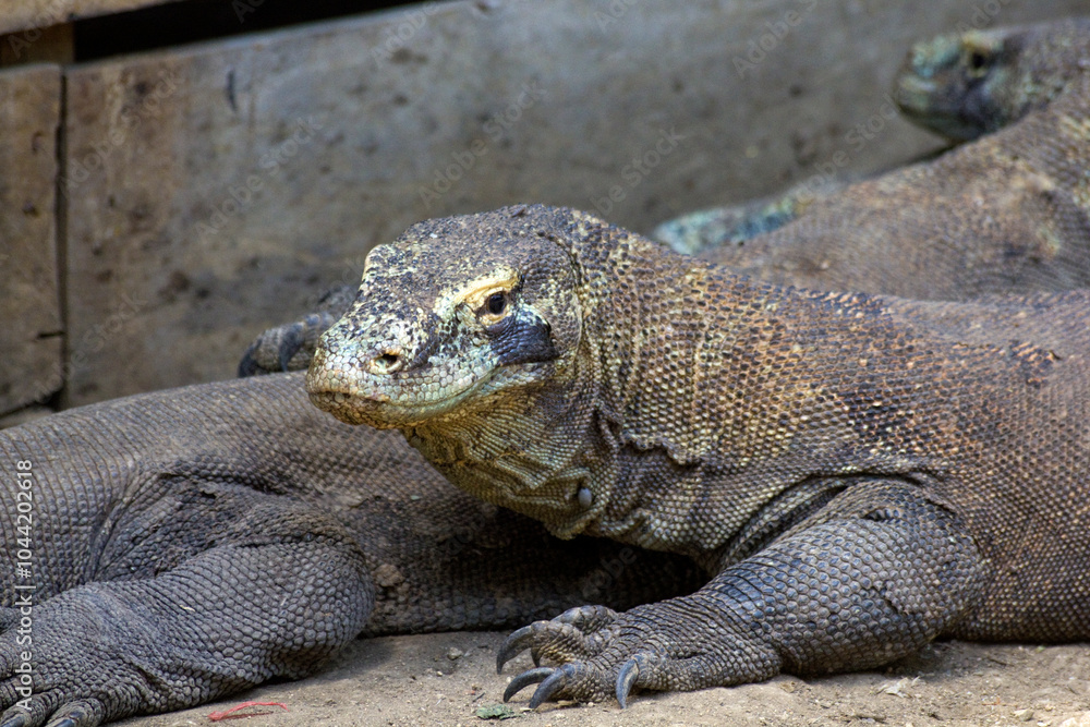 Adult komodo dragon Adult komodo dragon