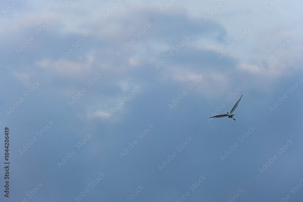 White Heron Bird Flying in a Cloudy Sky. White Heron Bird Flying in a Cloudy Sky.