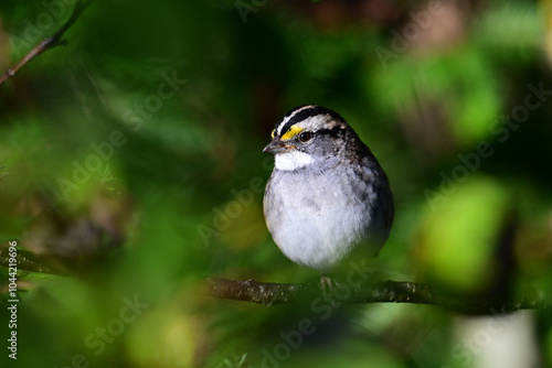 Close up of a stocky little White-throated Sparrow perched on a branch looking around  photo