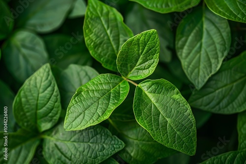 A close up of a plant with green leaves