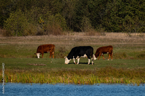 cows grazing in a field, Poland