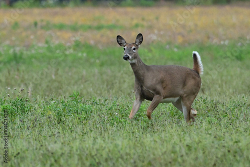 Autumn scene of a White Tailed Deer doe in running through an agriculture field