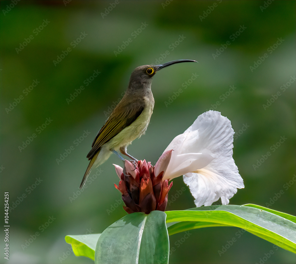 Fototapeta premium Pale Spiderhunter
