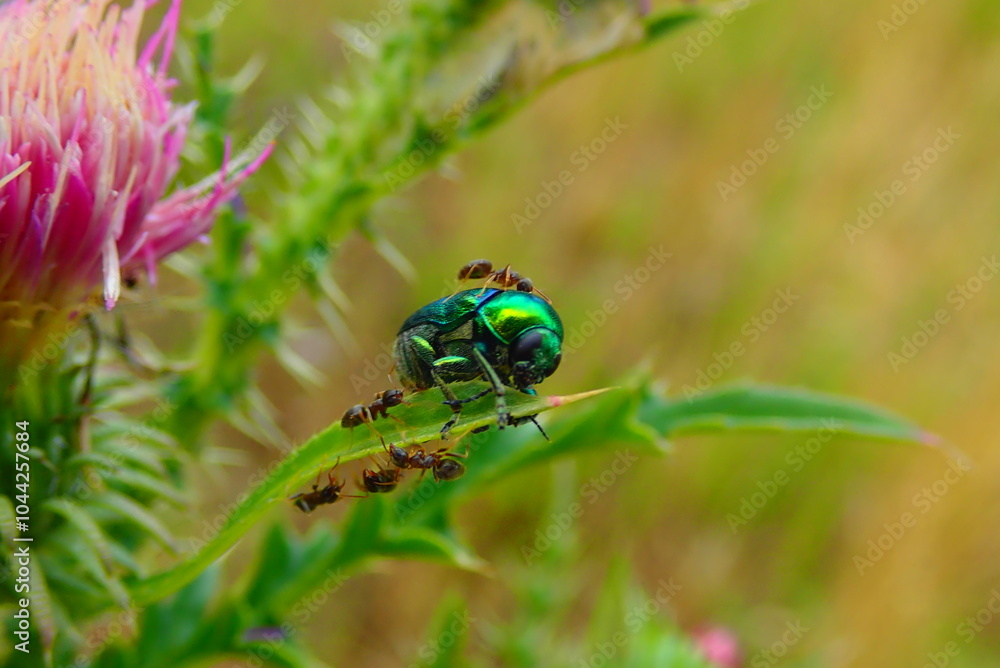 Fototapeta premium European rose chafer bug - Cetonia aurata 