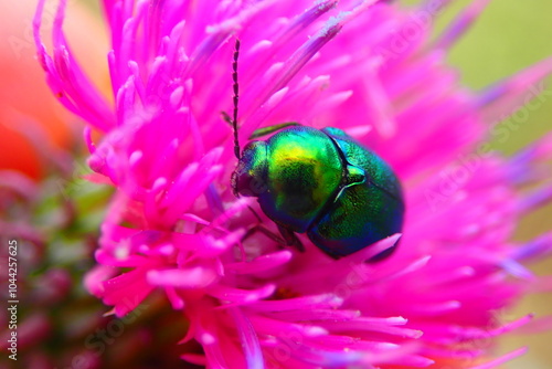 European rose chafer bug - Cetonia aurata  photo